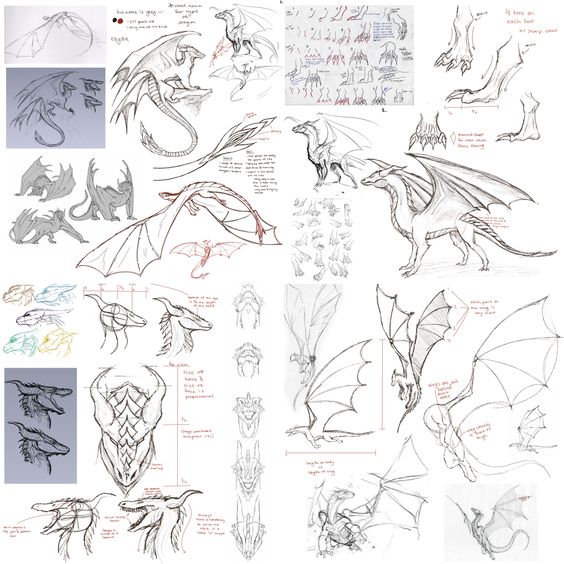 Detailed dragon sketches, including anatomy and wing structure, showcasing different angles and design variations.