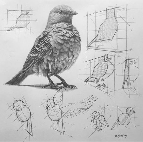 Realistic bird sketch with construction lines illustrating artistic process and anatomy study, detailed feathers and shading.