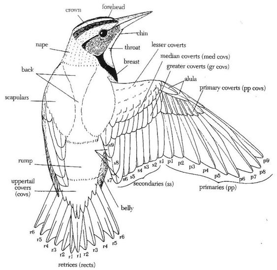 Diagram of a bird anatomy with labeled parts including crown, throat, breast, wings, rump, tail feathers, and belly.