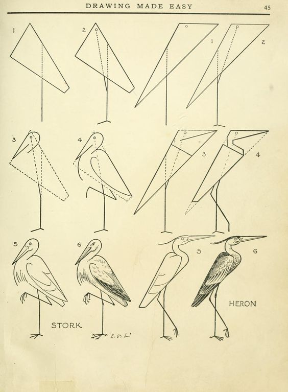 Step-by-step drawing tutorial for storks and herons showing geometric shapes transforming into detailed bird sketches.