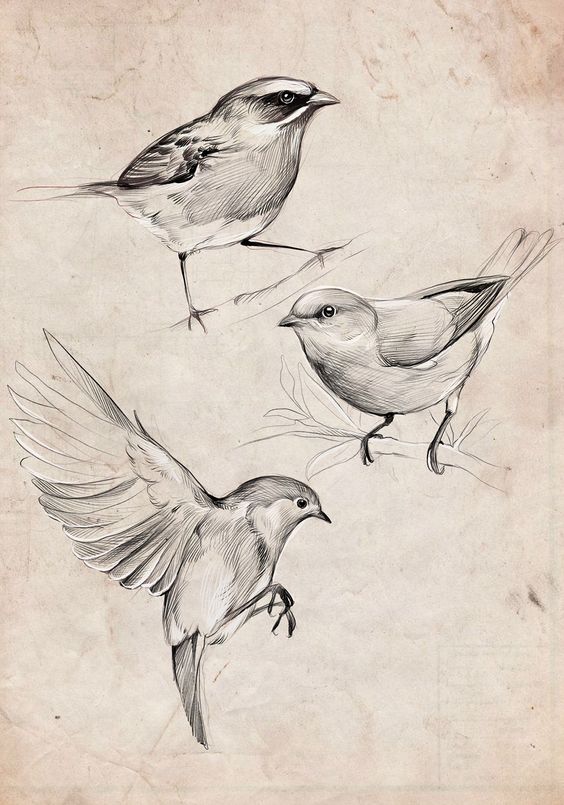 Detailed pencil sketches of three different birds on a vintage paper background. Bird artwork, nature illustration.