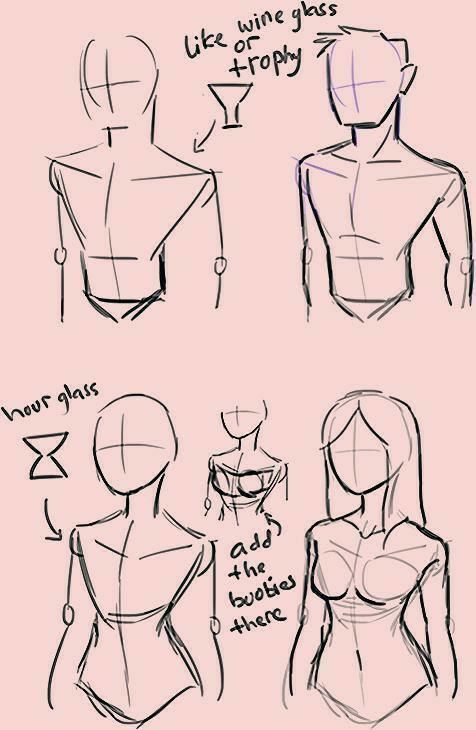 Sketches of male and female torso drawings showing basic shapes and proportions for artists with labeled guidelines.