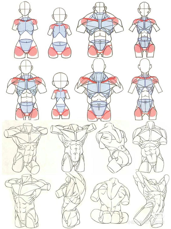 Step-by-step guide on drawing male and female torsos with anatomical muscle groups highlighted for artists.