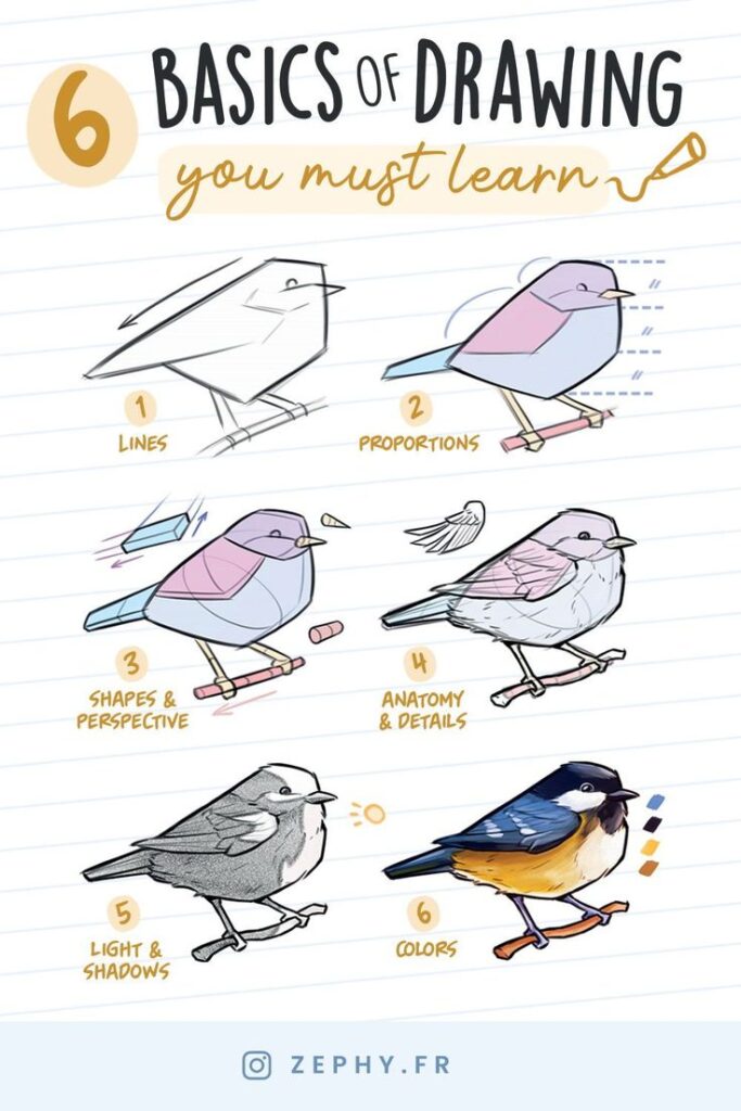 Illustration of the six basics of drawing a bird: lines, proportions, shapes, anatomy, shadows, and colors, by Zephy.fr.