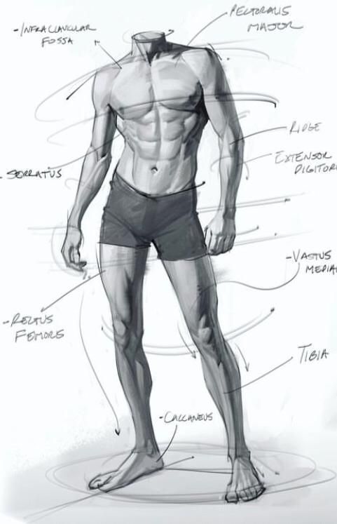 Anatomical sketch of a muscular male body showing labeled muscles and bones, including pectoralis major and rectus femoris.