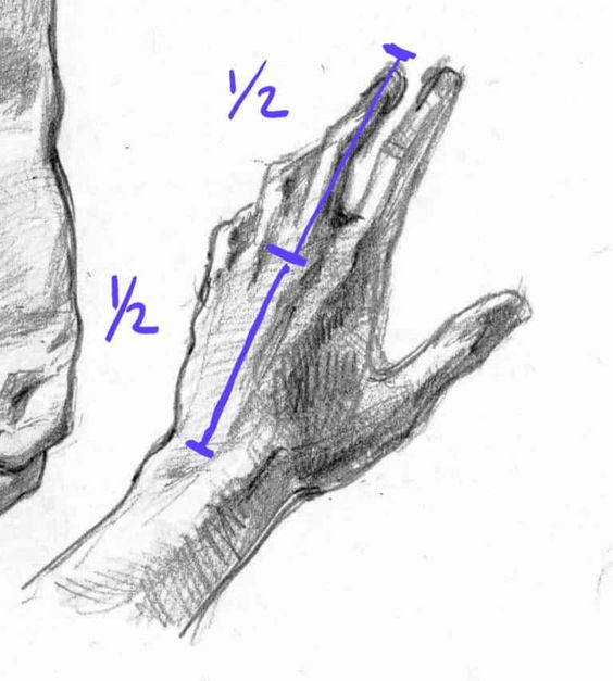 Hand sketch showing measurements marked with ½. Realistic pencil drawing illustrating human hand proportions.