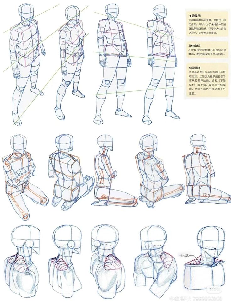 Sketches of human anatomy and poses, showing various angles and muscle structures for drawing reference.