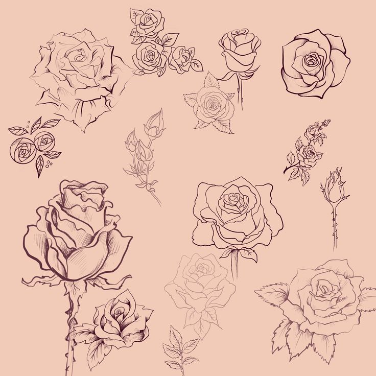 Hand-drawn rose illustrations on beige background, including various styles and stages of blooming roses and buds.