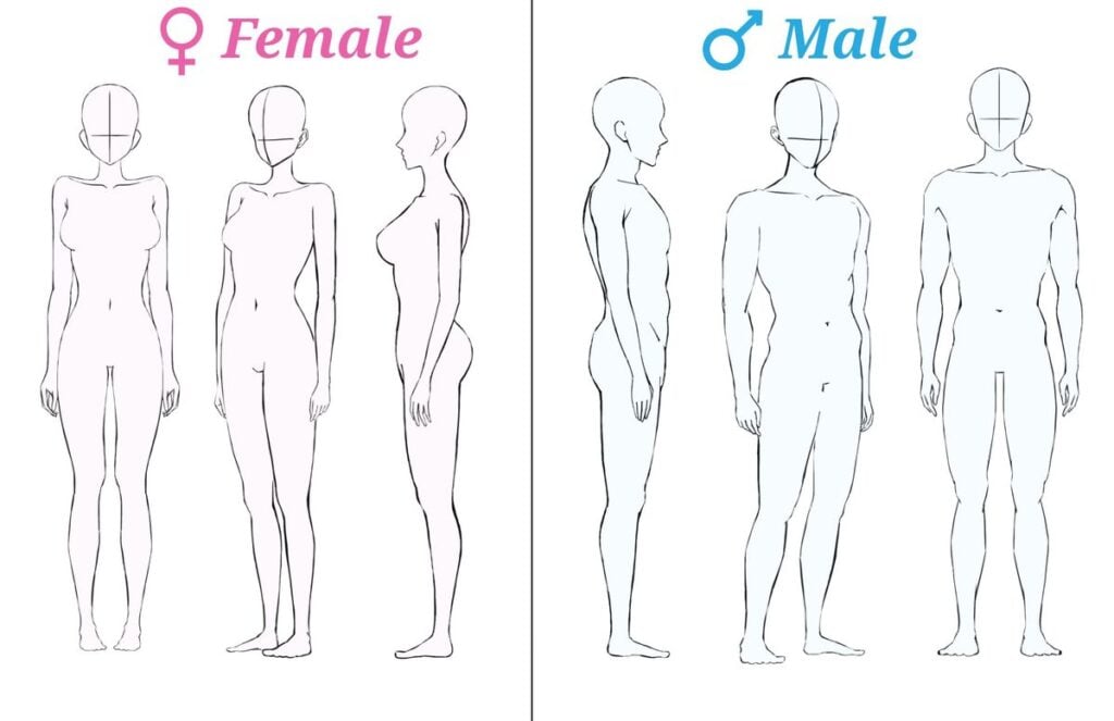 Male and Female Body Shapes Illustration of male and female body outlines, showing different views for each gender: front, side, and back, on a divided | Sky Rye Design Illustration of male and female body outlines, showing different views for each gender: front, side, and back, on a divided
