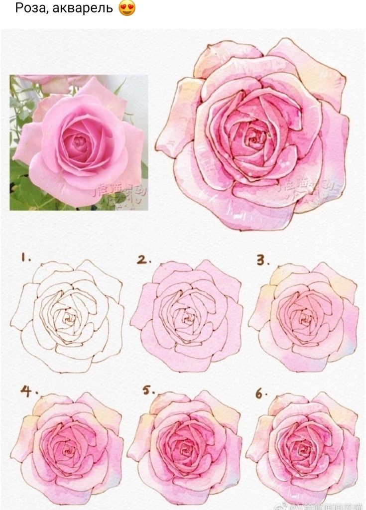 Watercolor pink rose painting tutorial in 6 steps beside a reference photo of a real pink rose flower.