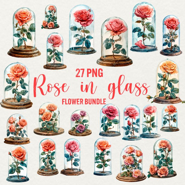 27 PNG rose in glass flower bundle, featuring various roses in glass domes, perfect for botanical design projects.