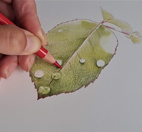 Hand coloring a green leaf with a red pencil, highlighting texture and water droplets, on white paper.