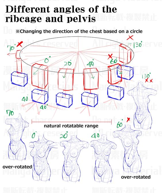 Illustration depicting various angles of ribcage and pelvis rotation for drawing, highlighting natural and over-rotated positions.