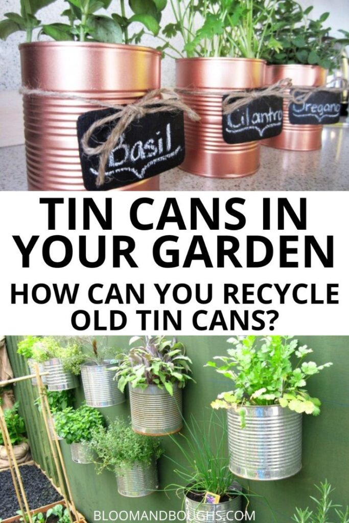 Recycled tin cans used as garden planters for herbs like basil, cilantro, and oregano. Eco-friendly gardening ideas.