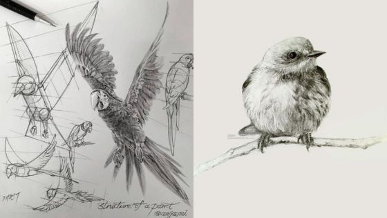 Detailed bird sketches, including a flying parrot and a perched songbird, showcasing avian anatomy and artistic technique.