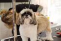 Affordable In-Home Dog Grooming in New York City