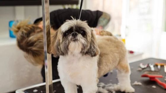 Shih Tzu dog getting groomed on a table by a professional groomer in a pet salon.