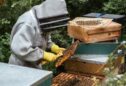 Eco-Conscious Strategies for Home-Based Beekeepers