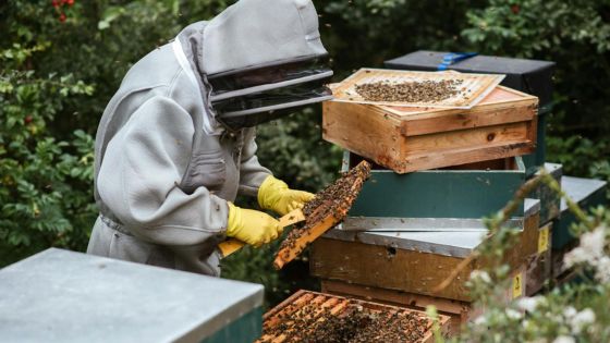 Beekeeper in protective gear tending to wooden beehives, inspecting honeycombs in a lush, green outdoor setting.