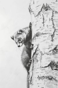 Pencil drawing of a curious raccoon peeking from behind a tree trunk. Black and white illustration of wildlife.