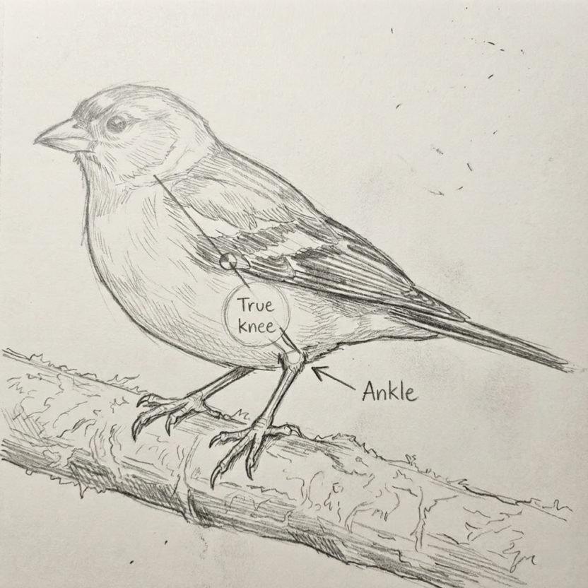 Bird Drawing Guide: 7 Techniques That Actually Work