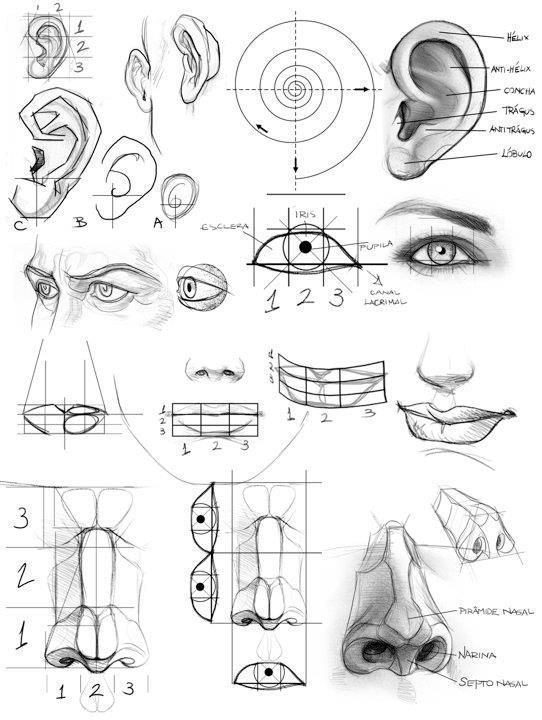 Detailed anatomical sketches and measurements showing human facial features: eyes, ears, nose, and mouth with labels and guides.