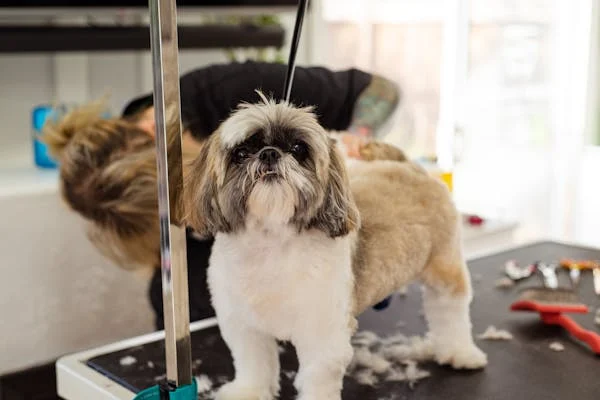 Shih Tzu dog getting groomed on a table at a pet salon with grooming tools visible in the background.