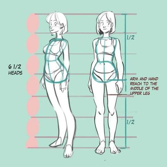 Proportional guide for drawing a female character showing body parts and positioning with 6.5 heads as measurement units.