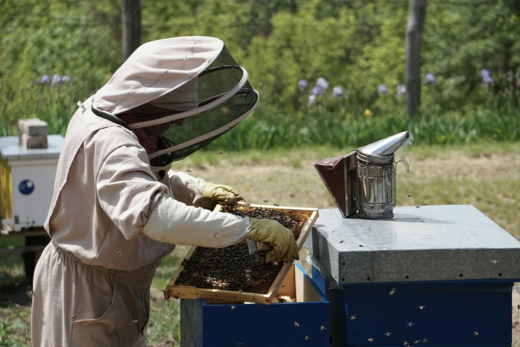 Beekeeper inspecting hive with honeycomb frames and a smoker in the foreground, surrounded by nature.