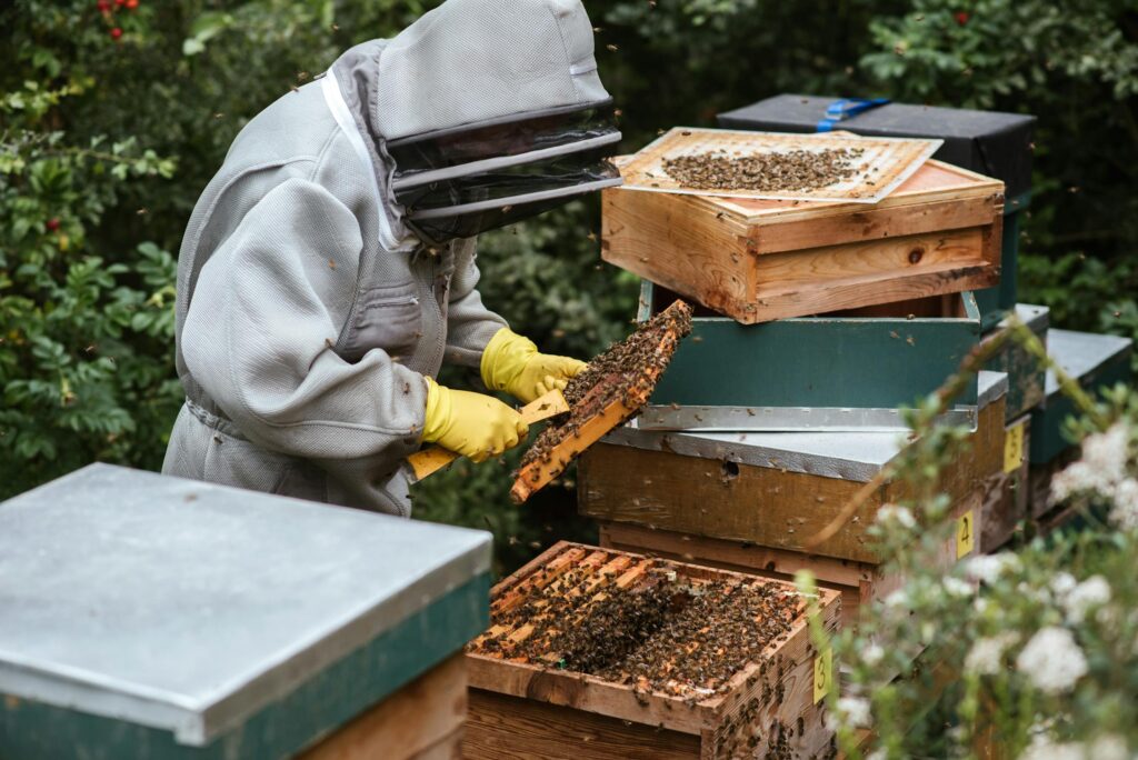 Beekeeper in protective suit inspecting frame from beehive in a lush garden, surrounded by wooden bee boxes and bees.