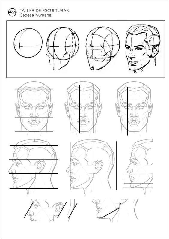 Step-by-step drawing guide for sculpting a human head, showcasing construction lines and various angles.