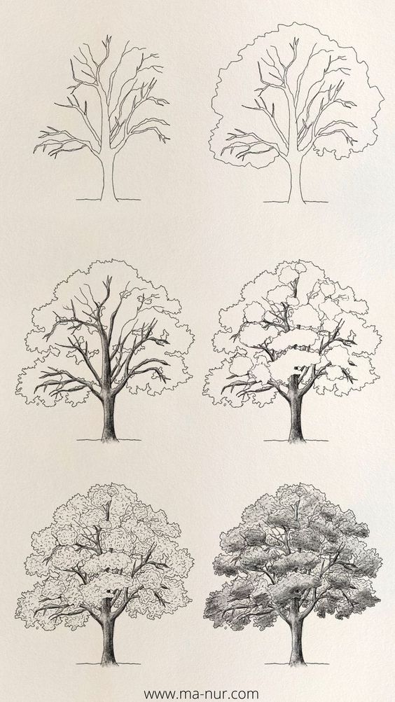 Realistic Tree Drawing How To Draw A Tree Apolline