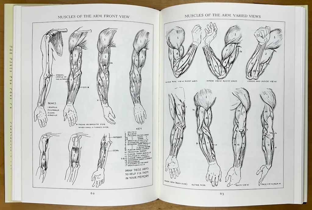 Anatomy illustration: vintage book open to black-and-white labeled arm muscle diagrams and varied views.