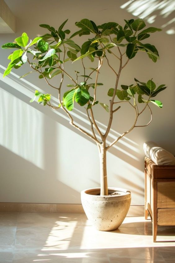 Indoor potted plant with lush green leaves next to a cozy wooden chair bathed in sunlight from a nearby window.