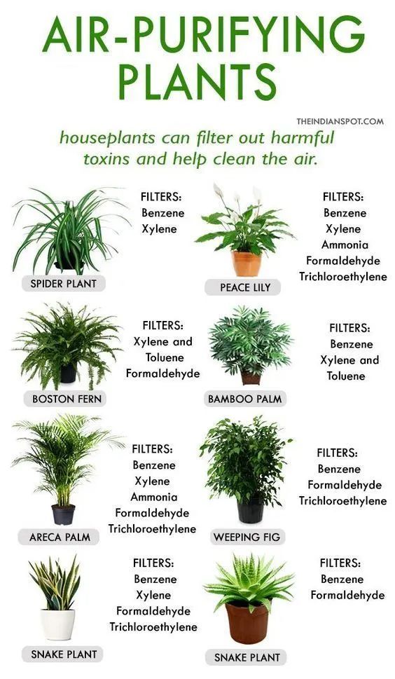 Air-purifying plants infographic showcasing houseplants like Spider Plant, Peace Lily, Boston Fern, and Snake Plant that filter toxins.