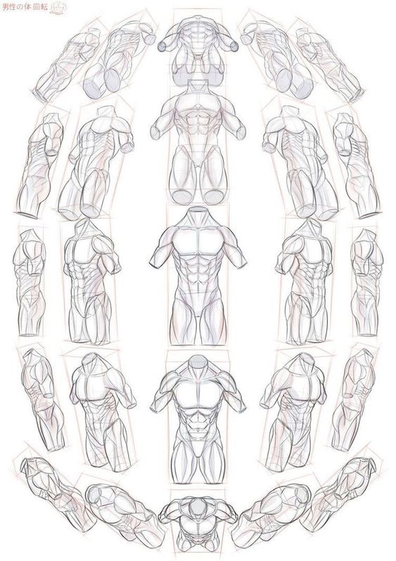 Detailed sketch of male torso anatomy from various angles, showcasing musculature. Art reference for anatomical studies.