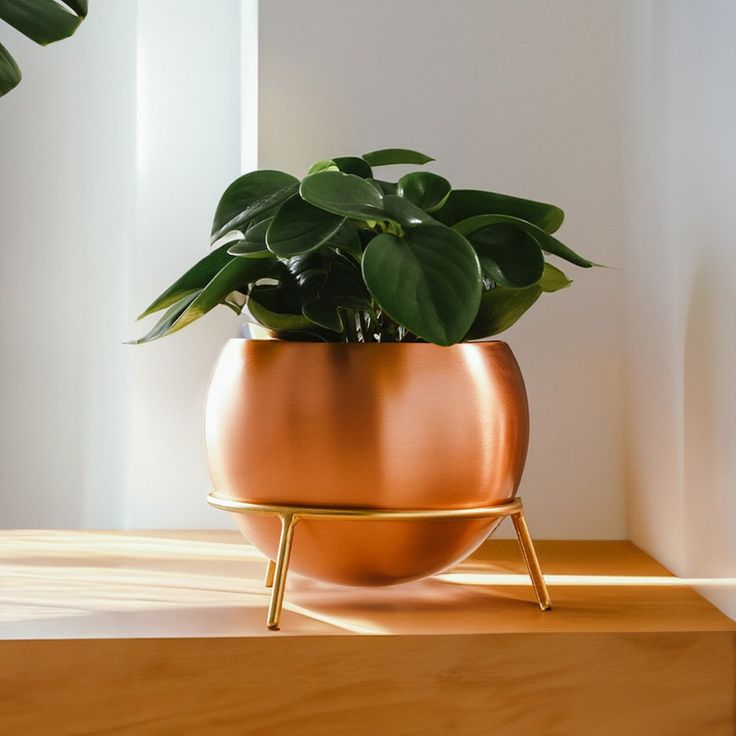 Stylish indoor plant in a copper planter with a modern gold stand, placed on a sunlit wooden surface.