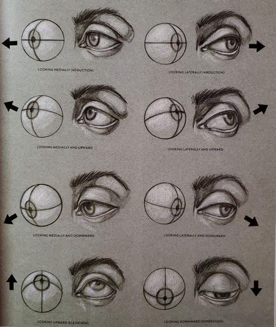 Guide to eye movements: medical, lateral, upward, downward, abduction, adduction. Detailed illustrations for studying eye anatomy.