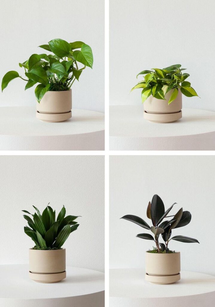 Four stylish indoor plants in minimalist beige pots on a white surface, perfect for home or office decor. Vibrant, fresh greenery.