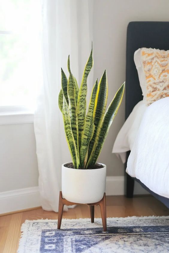 Snake plant in white pot on wooden stand beside bed, adding a touch of greenery and style to modern bedroom decor.