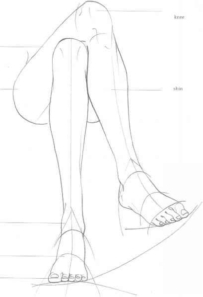 Sketch of a person's crossed legs, highlighting knee and shin areas, anatomical drawing for art reference, line art.