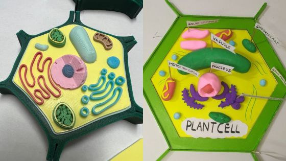 3D models of animal and plant cells, highlighting organelles like nucleus, mitochondria, vacuole, and endoplasmic reticulum.