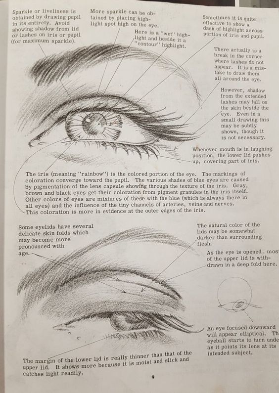 Detailed eye sketches with annotations explaining iris coloration, highlights for sparkle, and eyelid characteristics for drawing realism.