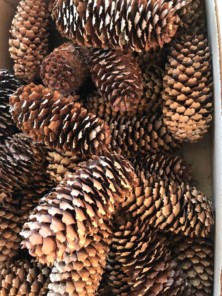 Close-up of several pine cones arranged in a box, showcasing their textured scales and natural brown color.