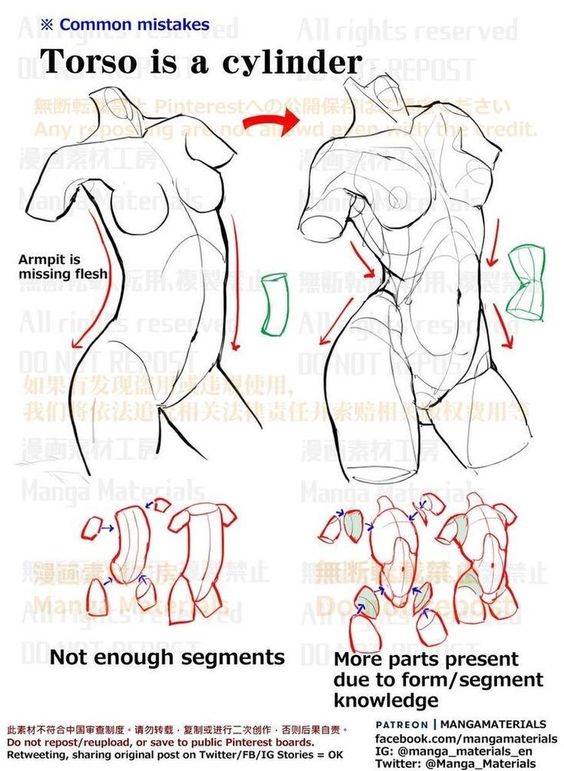 Illustration of common mistakes in drawing torso segments with corrections for better anatomical accuracy.