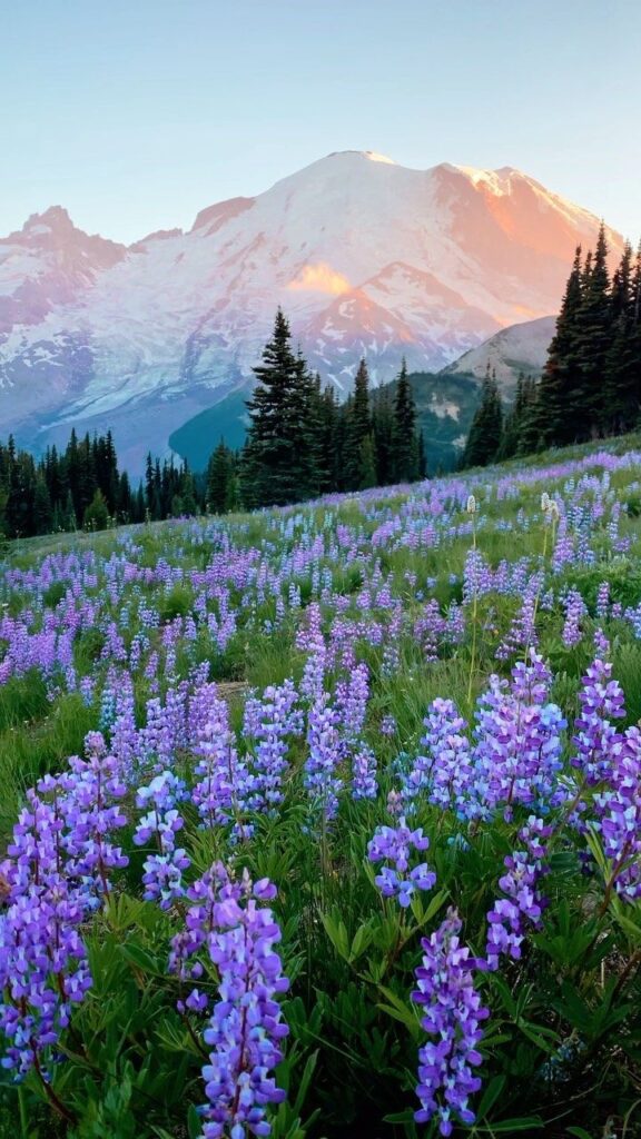 Purple lupine field with pine trees and snow-capped mountain at sunrise. Lush nature landscape in peaceful setting.