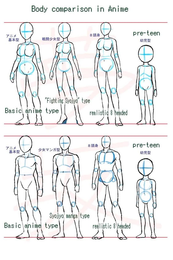 Anime body comparison chart illustrating different styles from basic to realistic proportions.