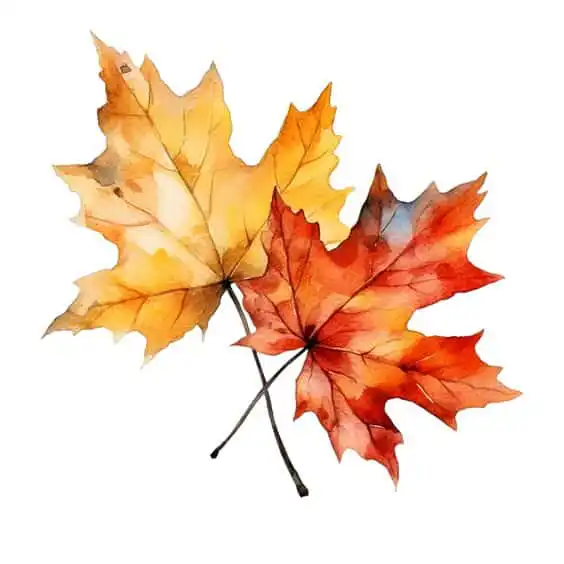 Autumn Leaves Collage3 Watercolor painting of autumn leaves: one orange and one red, showcasing vibrant fall colors on a white background. | Sky Rye Design Watercolor painting of autumn leaves: one orange and one red, showcasing vibrant fall colors on a white background.