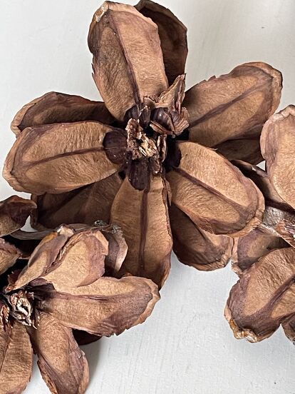 Close-up of dried star-shaped seed pods on a light background, showcasing natural texture and intricate design.