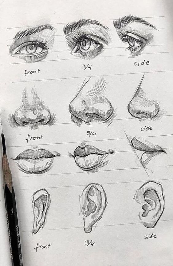 Hand-drawn sketches of eyes, noses, lips, and ears from front, 3/4, and side views, illustrating different angles of facial features.